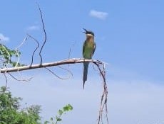 Bird perched in a tree in Udawalawe National Park