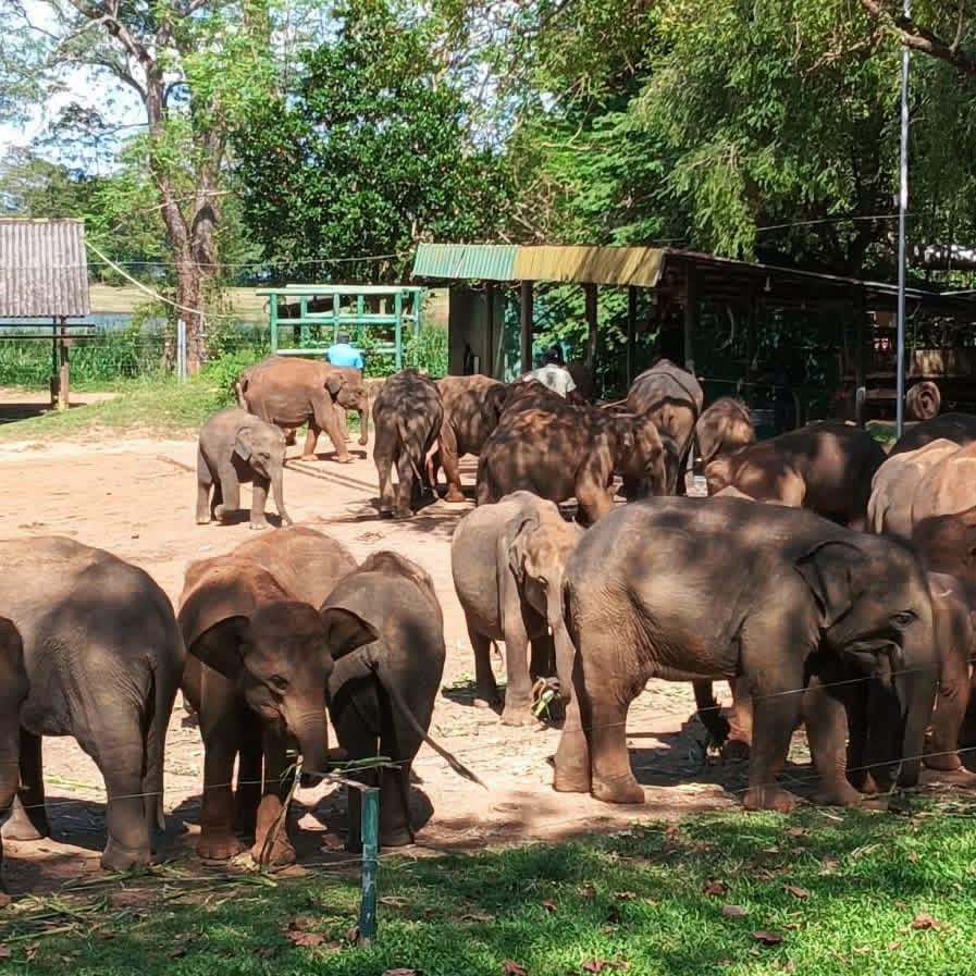 Orphaned elephant calves being bottle-fed at the Udawalawe Elephant Transit Home. Daily feeding times: 9:00 AM, 12:00 PM, 3:00 PM, and 6:00 PM.