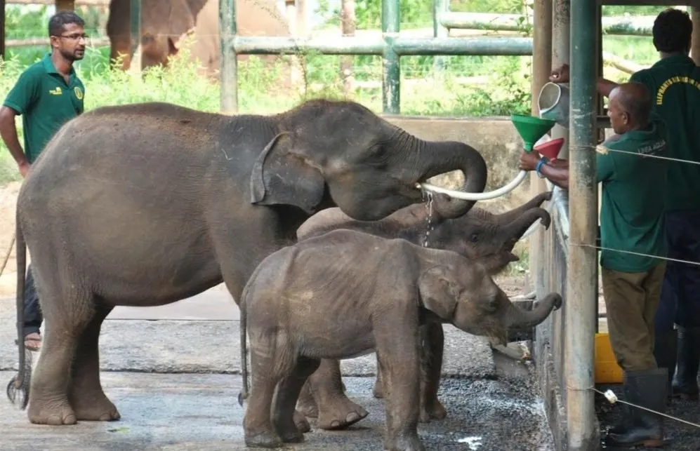 Orphaned elephant calf being bottle-fed at the Elephant Transit Home