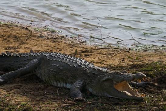 Mugger crocodile in Udawalawe National Park